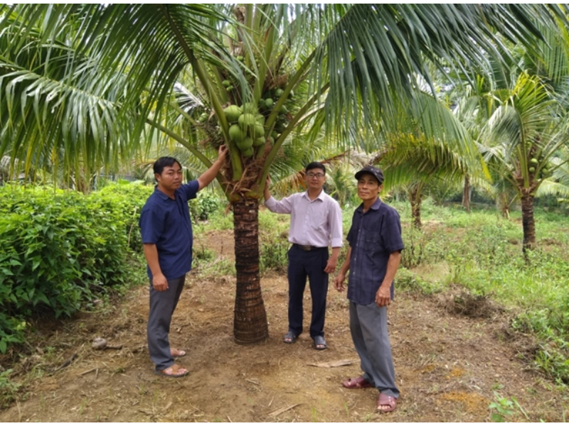 Chọn đúng phân – Cây khỏe, trái sai, năng suất tăng gấp đôi!