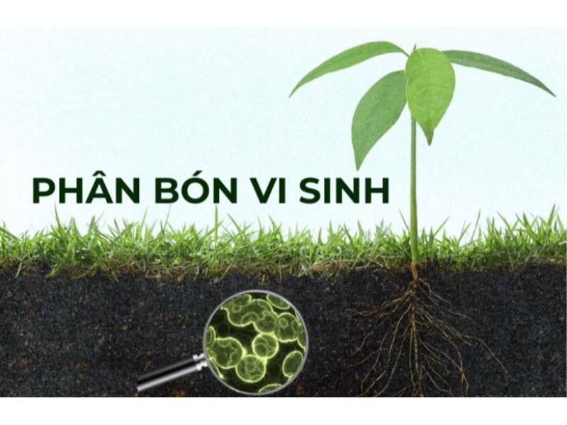 Hướng dẫn cách chọn phân bón