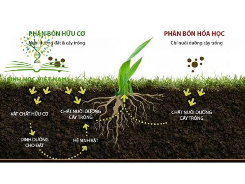 Phân hữu cơ vi sinh và phân hóa học cái nào tốt hơn 