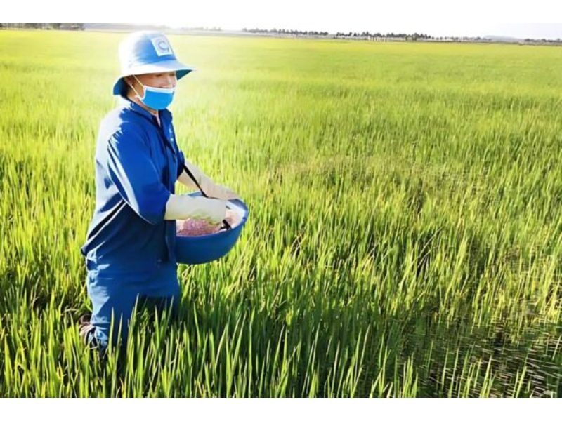 Thị Trường Phân Bón Việt Nam: Đang Thay Đổi Mạnh Mẽ