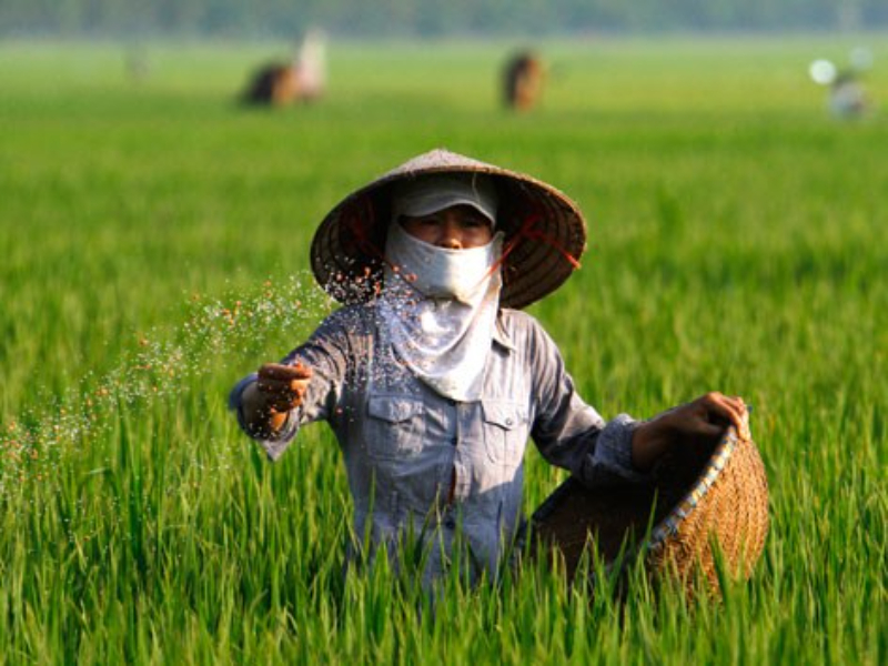 Hướng Dẫn Bón Phân Theo Từng Giai Đoạn Sinh Trưởng – Nông Dân Cần Biết!