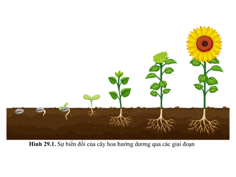 Các Giai Đoạn Sinh Trưởng Và Loại Phân Bón Tương Ứng