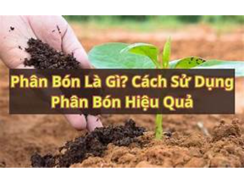 Phân Bón Là Gì? Tác Dụng Và Cách Chọn Loại Phù Hợp Cho Mỗi Mùa Vụ