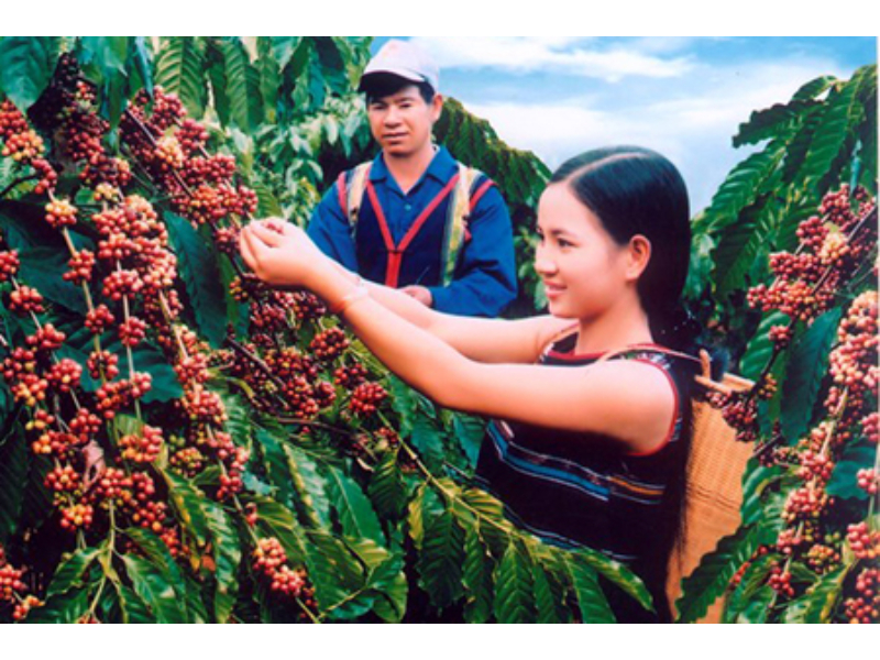Cách làm cho đất tơi xốp: Giải pháp giúp cây trồng phát triển khỏe mạnh