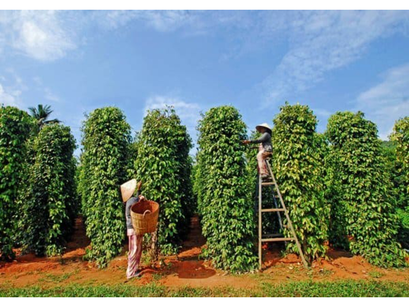 Phục hồi vườn tiêu