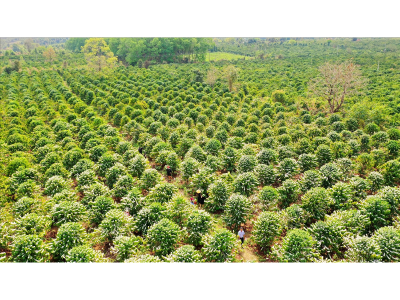 Cải tạo đất trồng cà phê: Giải pháp nâng cao năng suất bền vững