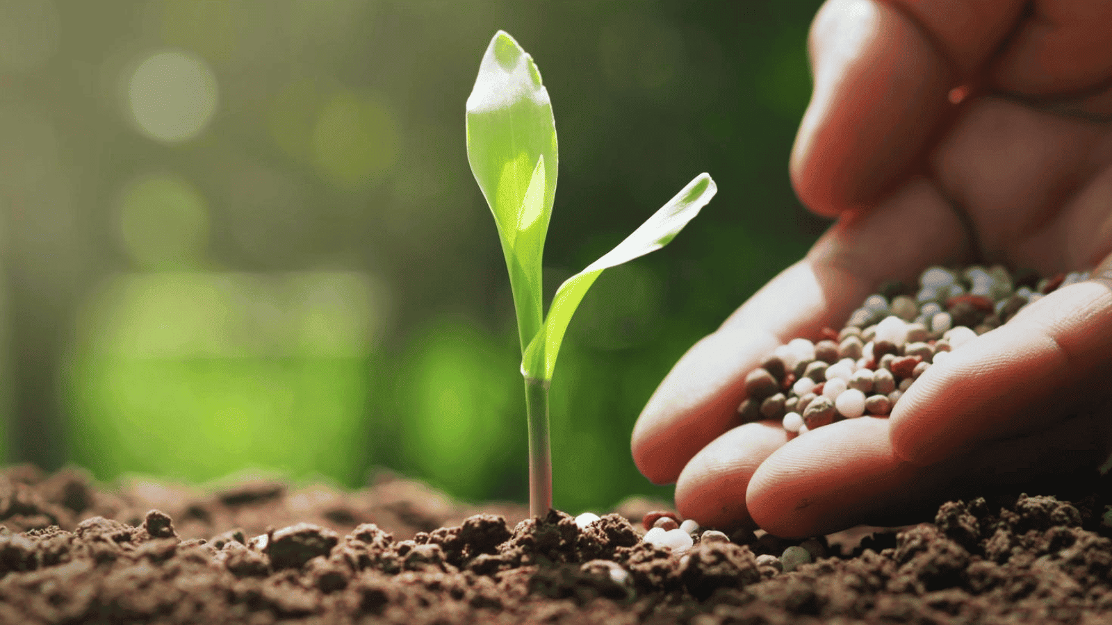 phân vô cơ là gì