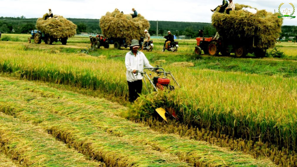 bón phân đợt 2 cho lúa