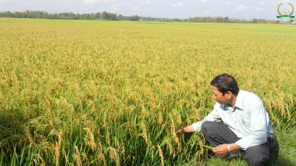 bón phân đợt 2 cho lúa