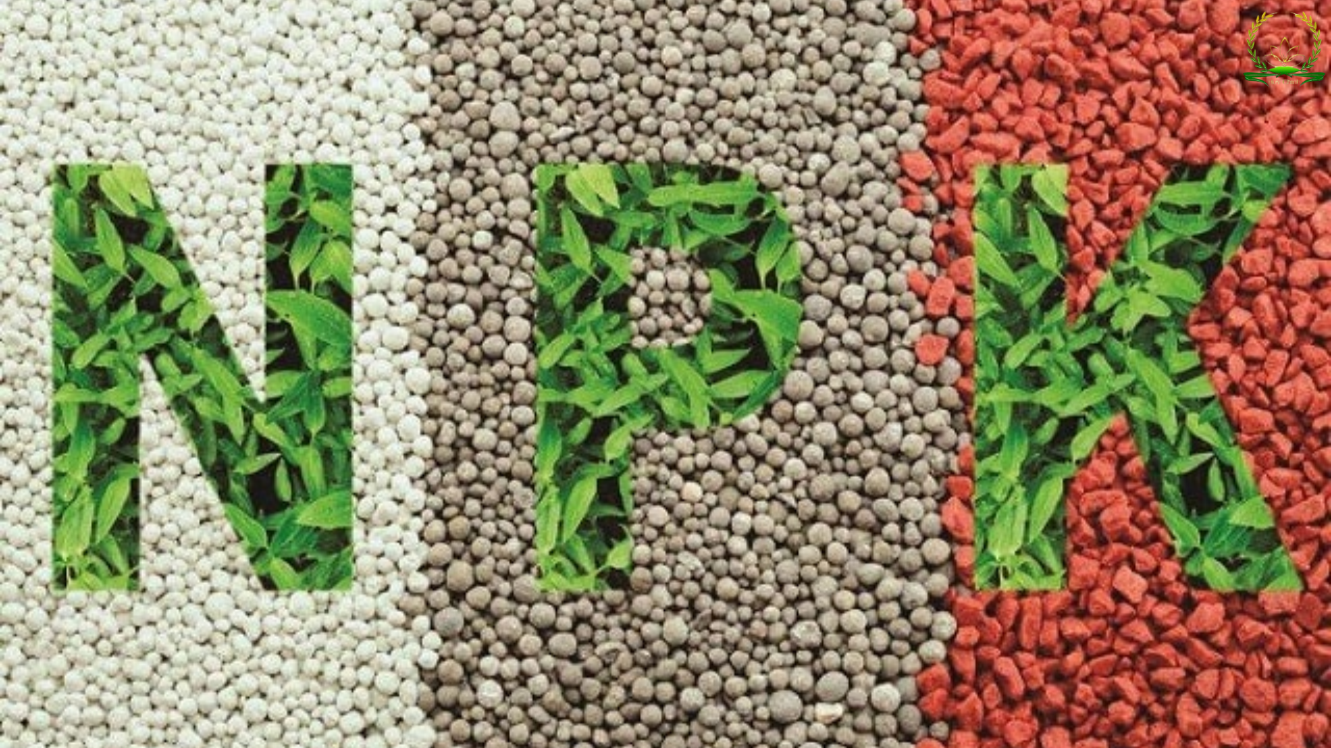 Danh sách các loại phân hỗn hợp NPK tốt nhất hiện nay