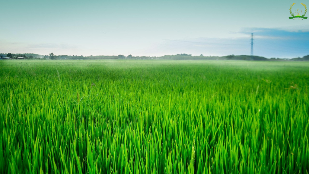 kích thích lúa đẻ nhánh