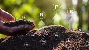 phân vi lượng là gì