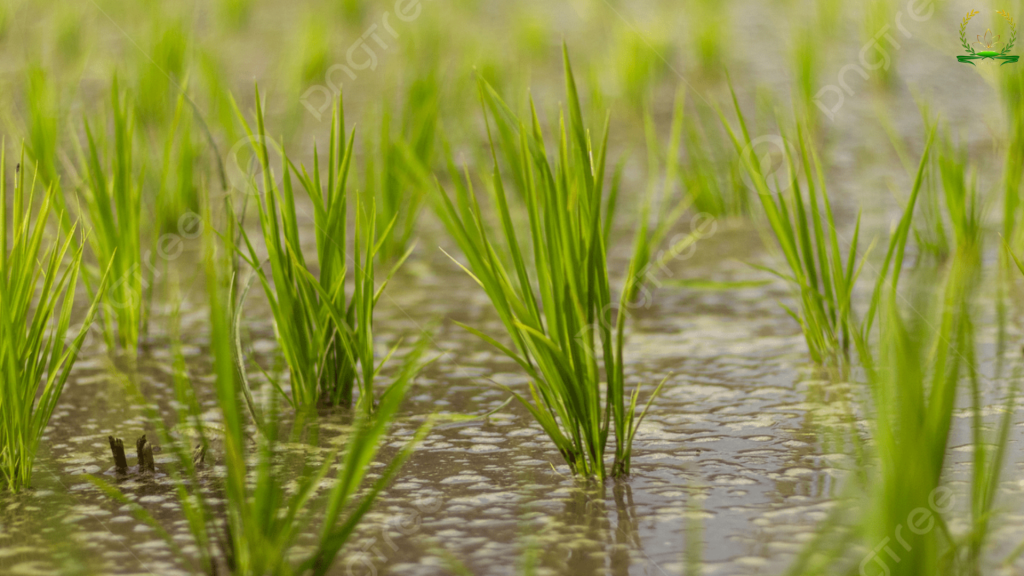 kích thích lúa đẻ nhánh