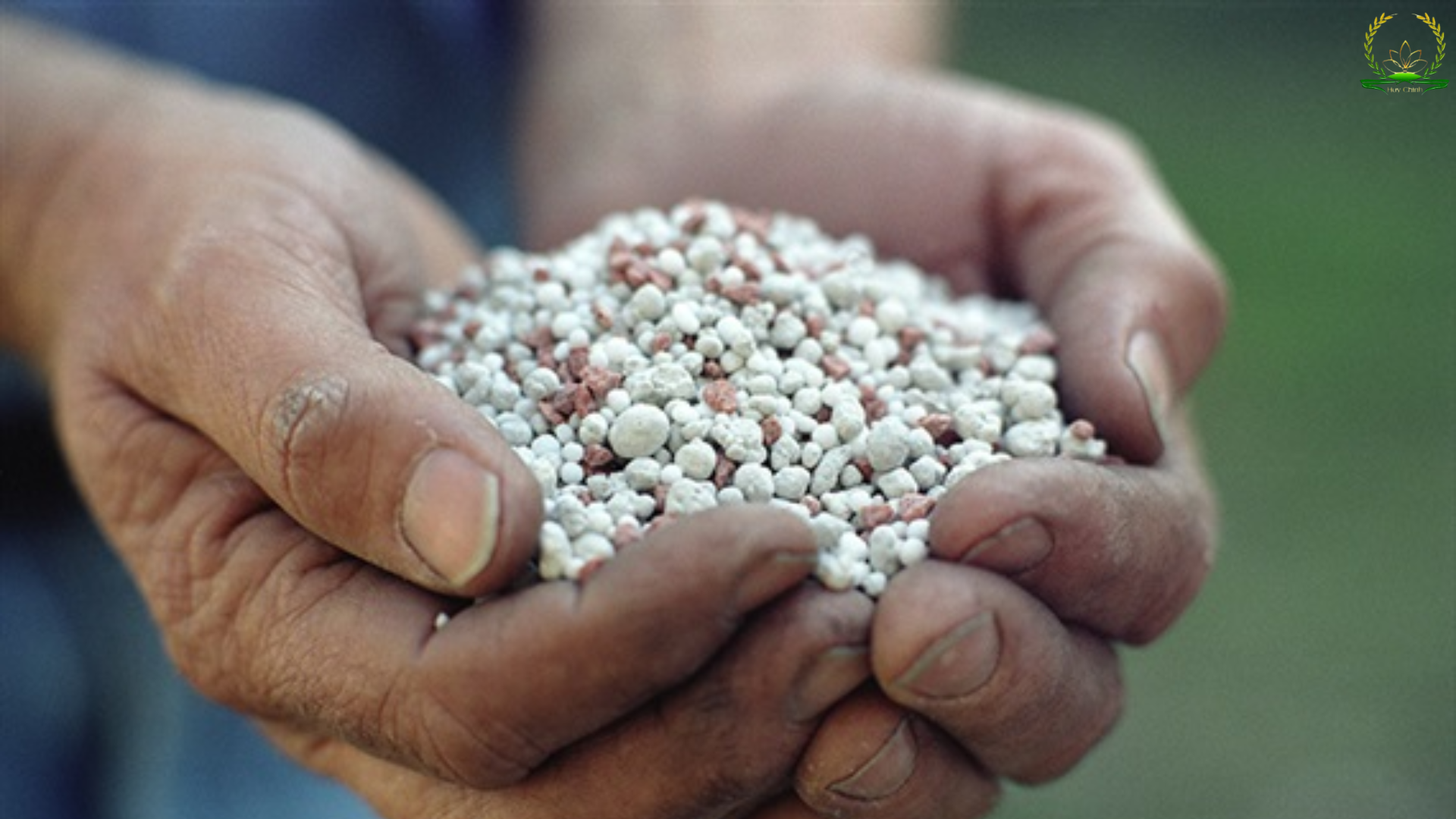 Khi nào nên lựa chọn phân bón đơn thay vì phân hỗn hợp