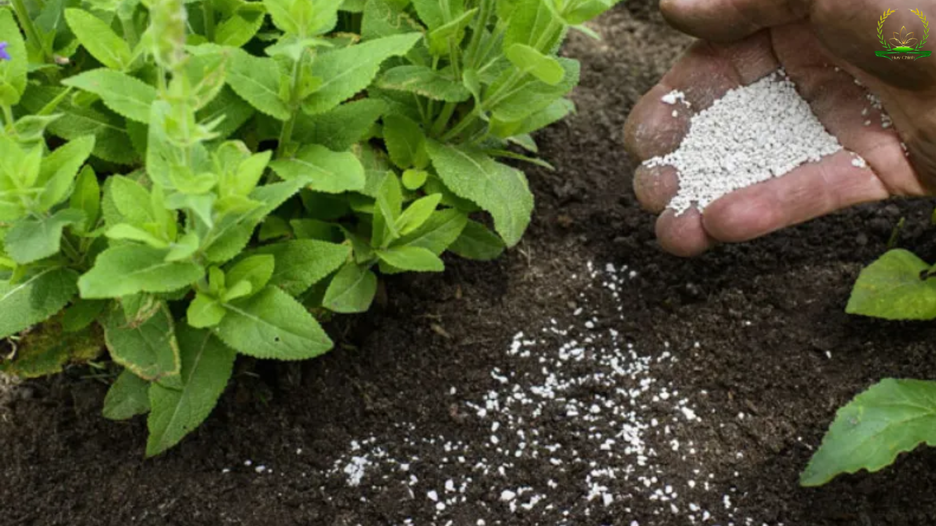 Công thức của phân urê chất lượng cao giúp cây xanh nhanh bốc mạnh