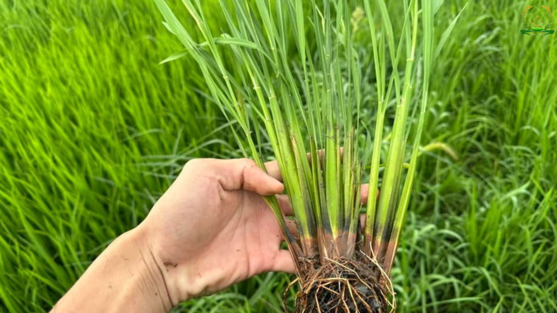 kích thích lúa đẻ nhánh