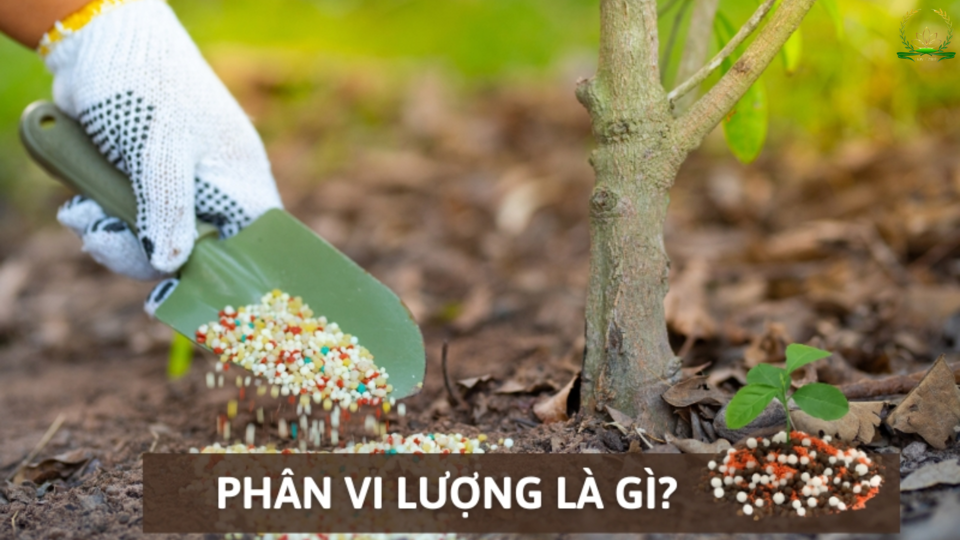 Phân vi lượng là gì? Tại sao phân vi lượng là nhỏ nhưng có võ cho cây trồng