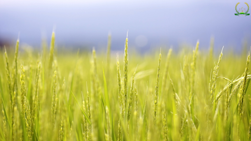 kích thích lúa đẻ nhánh