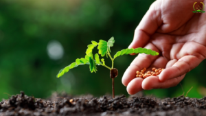 phân vi lượng là gì