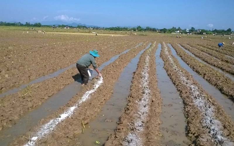 kỹ thuật bón lót cho lúa