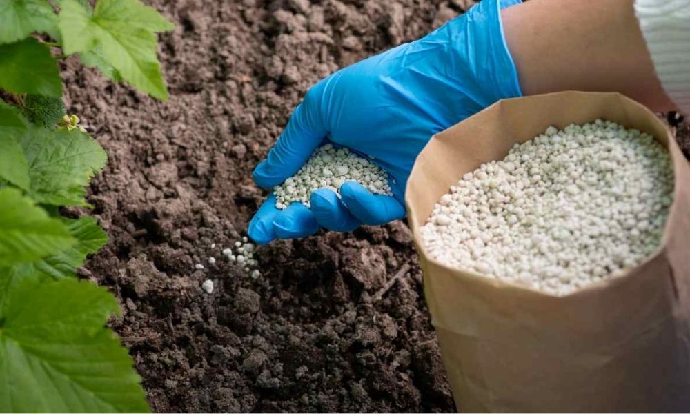 Cách bón phân cho cây mới trồng