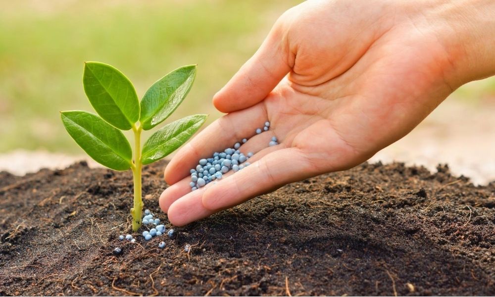 Cách bón phân cho cây mới trồng
