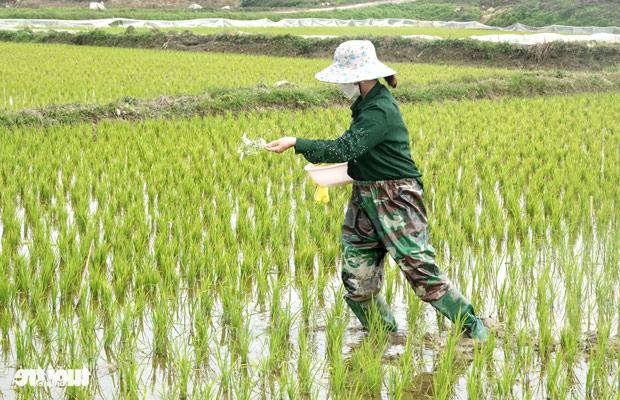công thức bón phân cho lúa