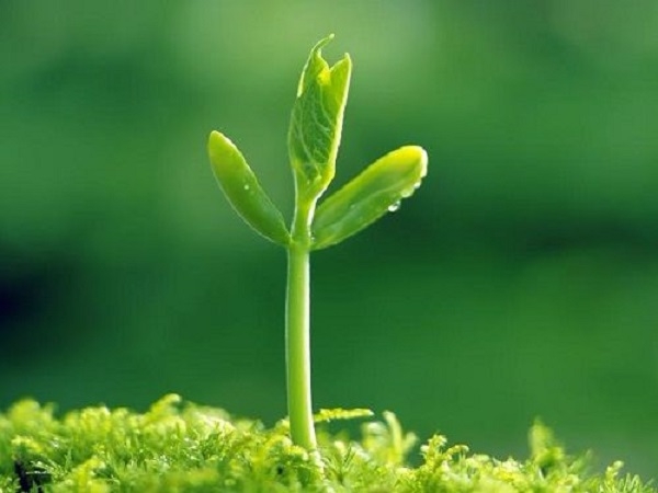 Cách bón phân cho cây mới trồng