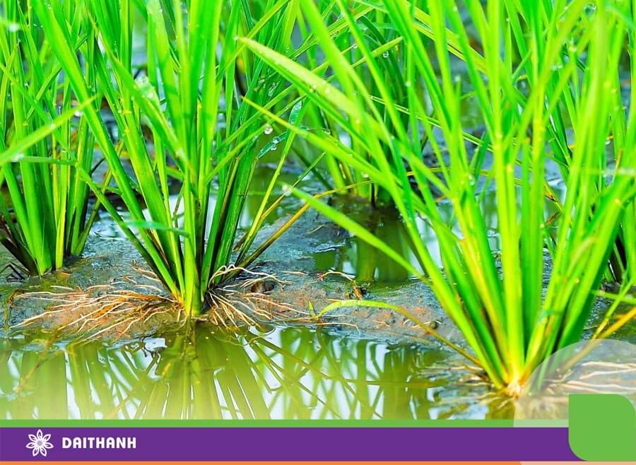 Bón kali cho lúa vào thời điểm nào