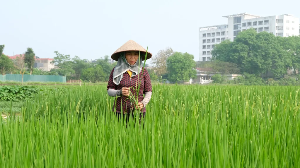 kỹ thuật bón lót cho lúa