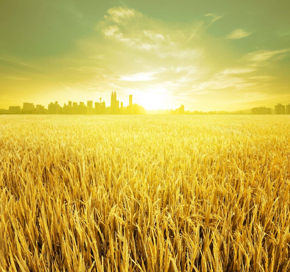 Bón kali cho lúa vào thời điểm nào