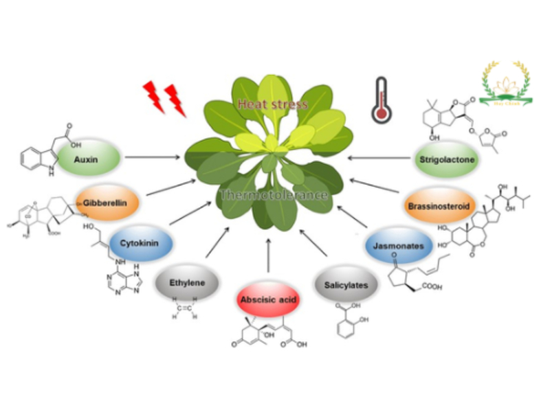 công thức của phân urê 