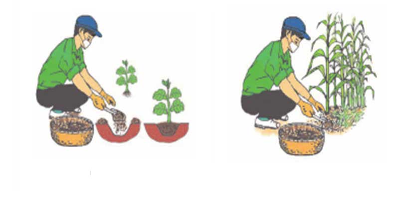 bón lót và bón thúc là gì