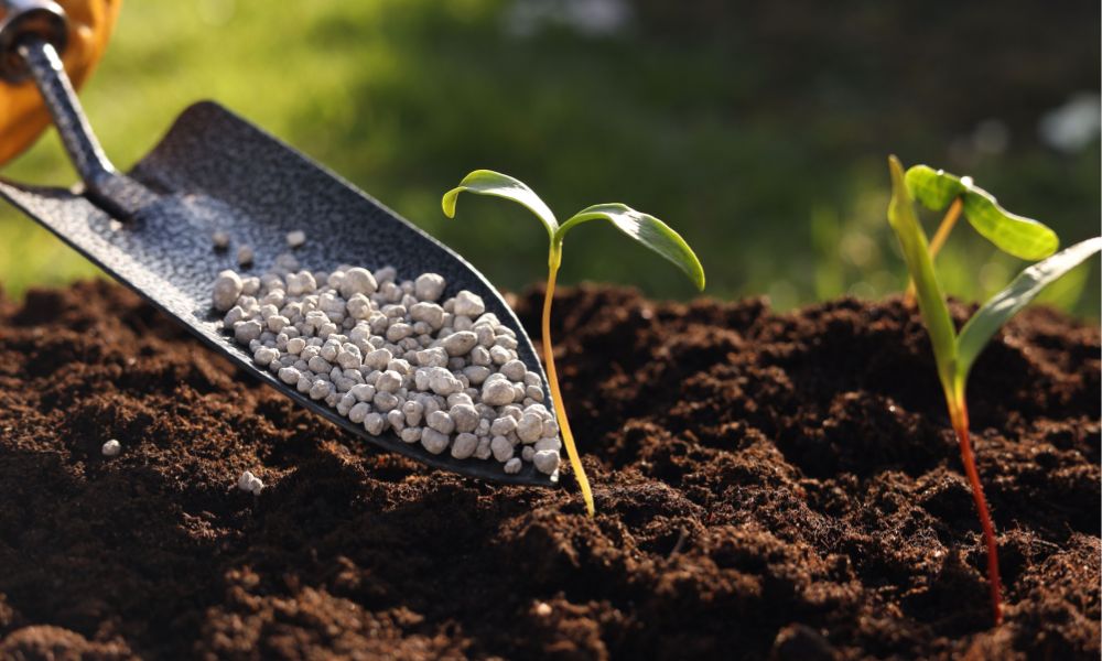 bón lót và bón thúc là gì