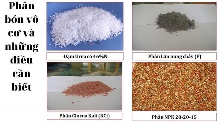 Phân vô cơ là gì