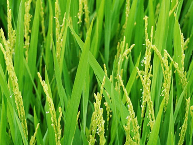 Bón kali cho lúa vào thời điểm nào