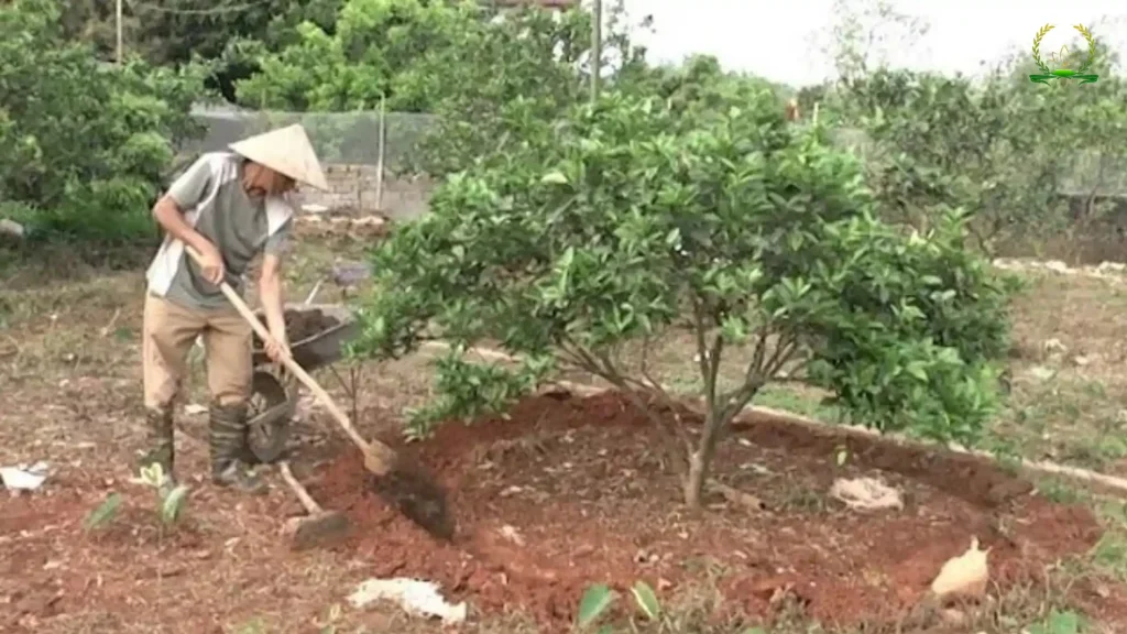 Bón kali cho bưởi