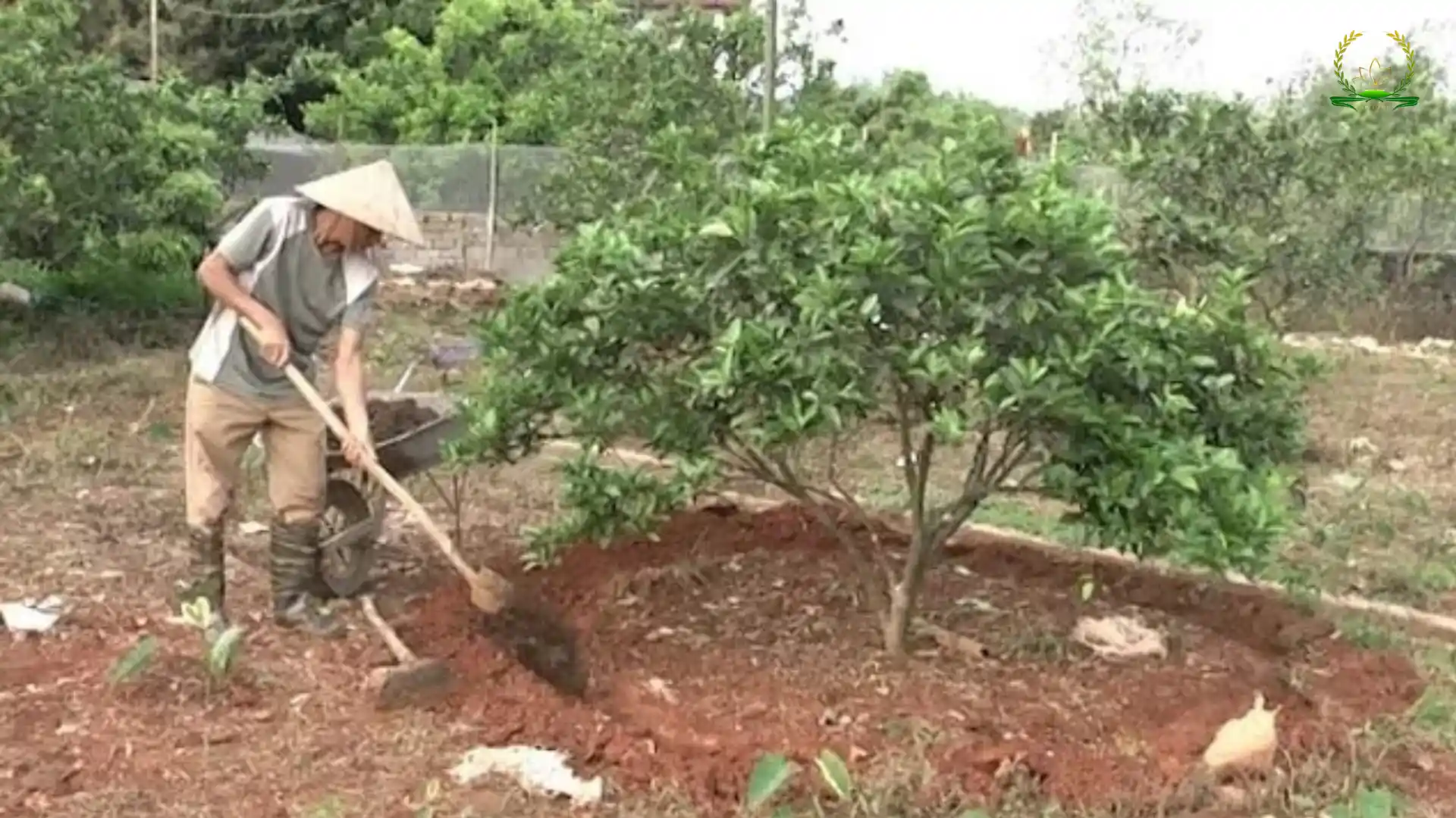 Bón kali cho bưởi