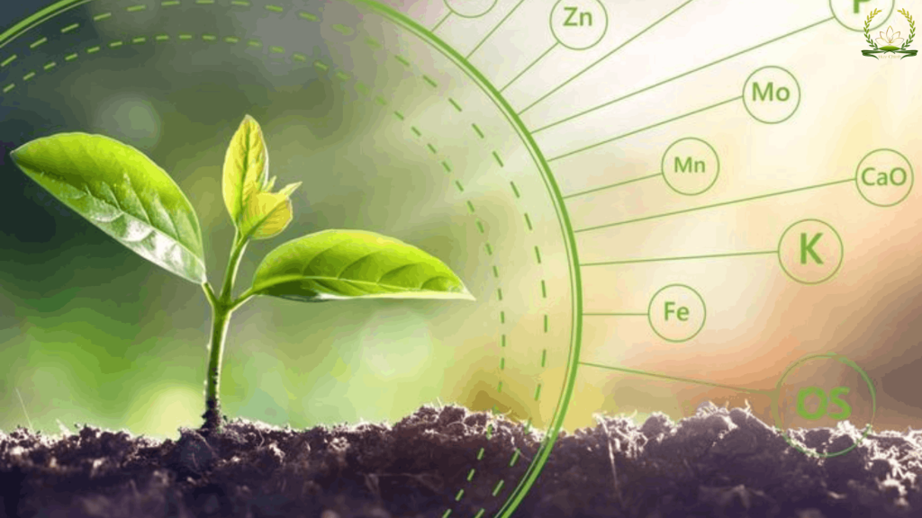 phân bón đa lượng là gì 