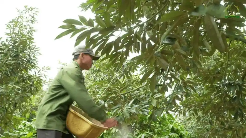 bón phân cho cây sầu riêng