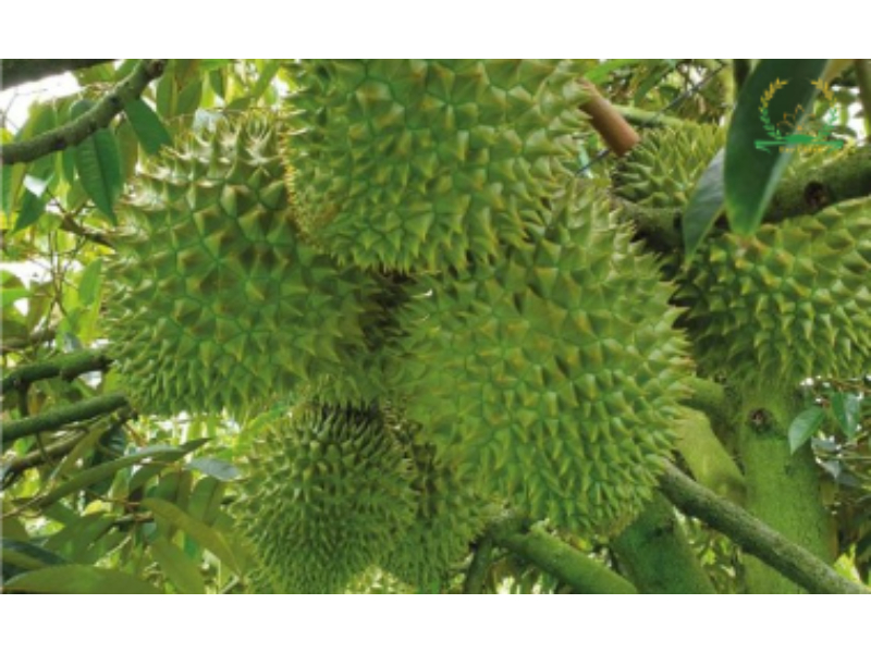 Bón lân cho cây sầu riêng