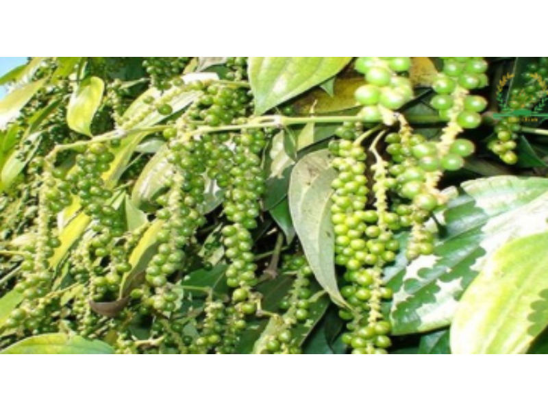 bón kali cho cây tiêu