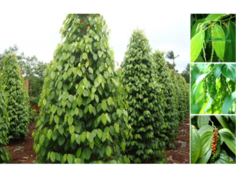 bón kali cho cây tiêu