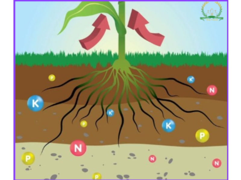 Nhờ sự kết hợp hài hòa này, tác dụng của phân npk không chỉ dừng lại ở việc tăng trưởng mà còn cải thiện chất lượng và sức chống chịu của cây trước điều kiện bất lợi.