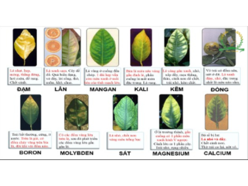 Thử thách nhìn lá đoán bệnh cây thiếu vi lượng gì?