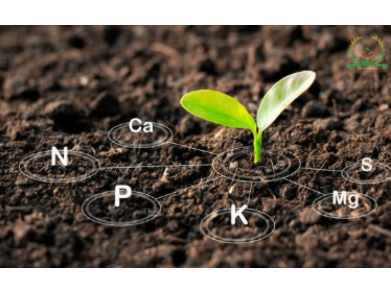 Thử thách nhìn lá đoán bệnh cây thiếu vi lượng gì?