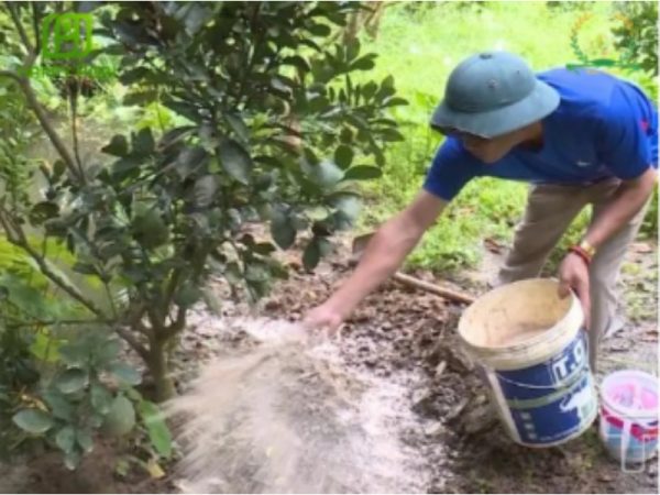 Bón phân cho cây có tác dụng gì đối với sự phát triển?