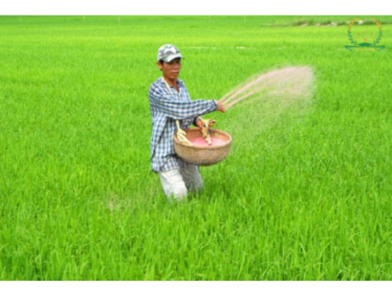 Bón phân cho cây có tác dụng gì đối với sự phát triển?