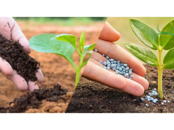 Bao lâu bón phân cho cây 1 lần để cây phát triển tốt?