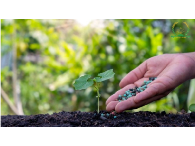 Bao lâu bón phân cho cây 1 lần để cây phát triển tốt?